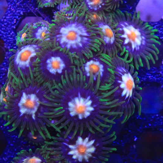 Daisy Cutter Zoa