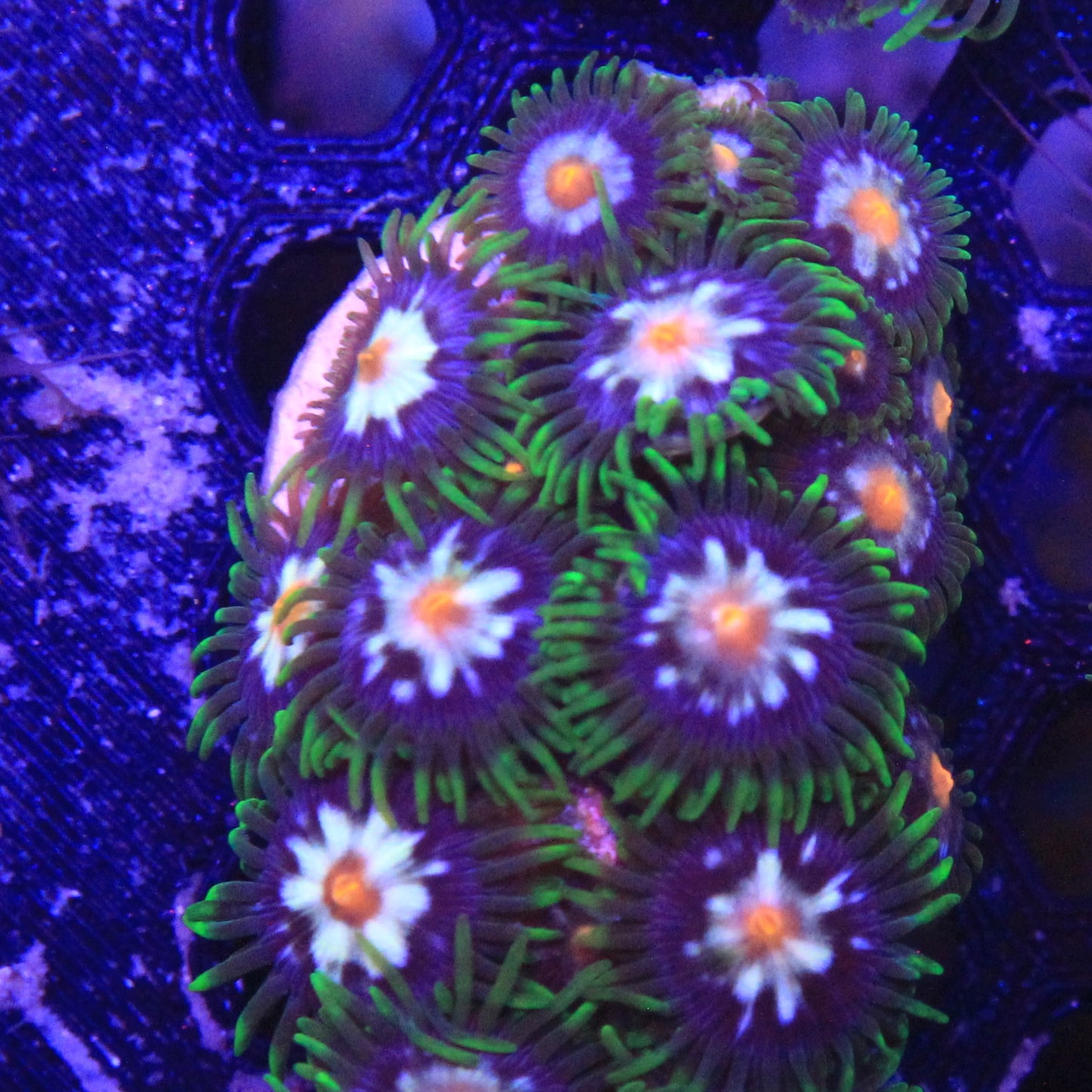 Daisy Cutter Zoa