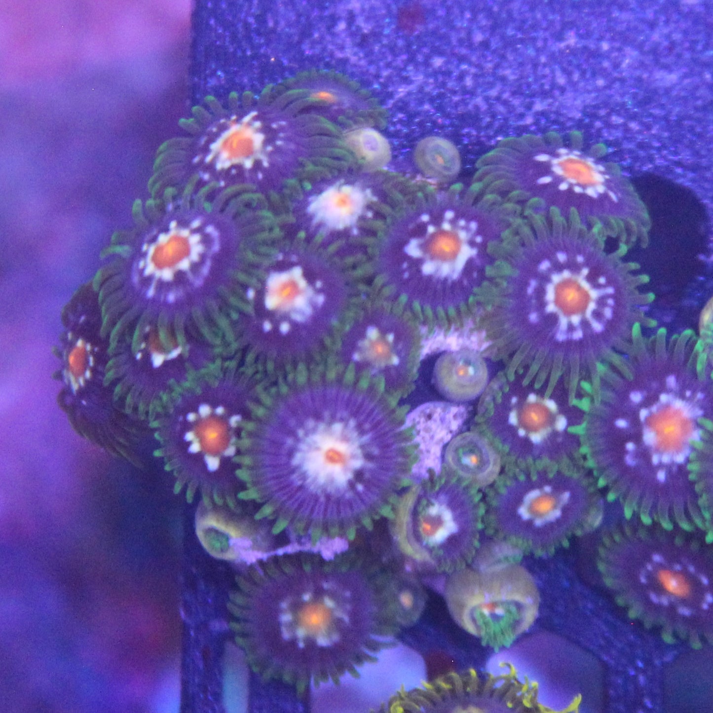Daisycutter Zoa