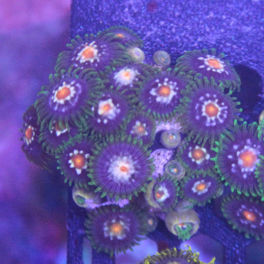 Daisycutter Zoa