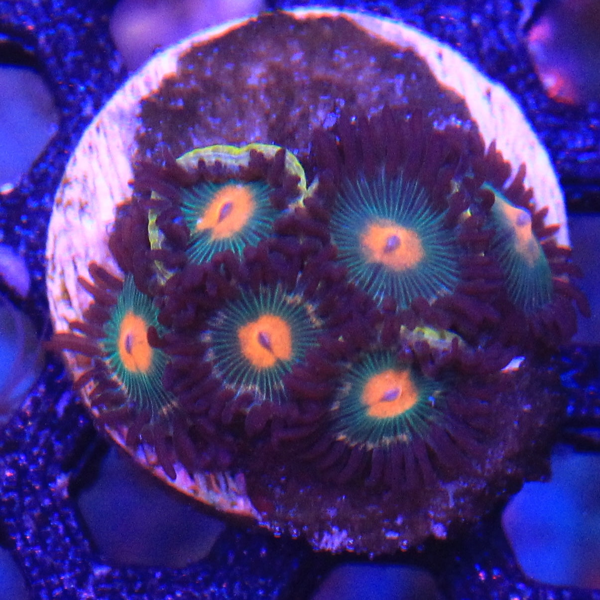 Dusk Walker Zoa 