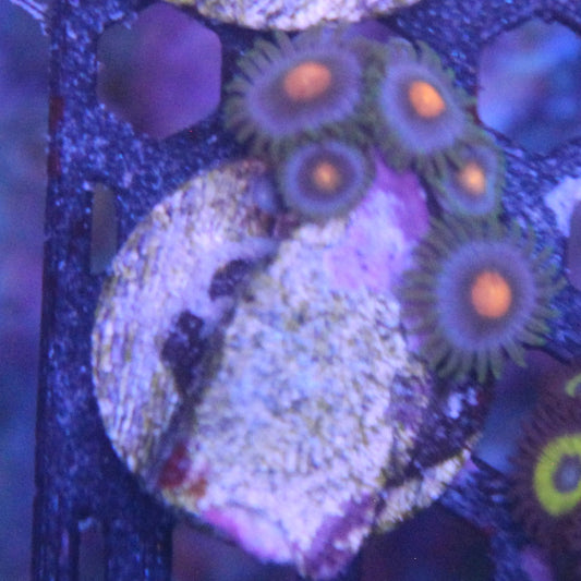 Duskwalker Zoa