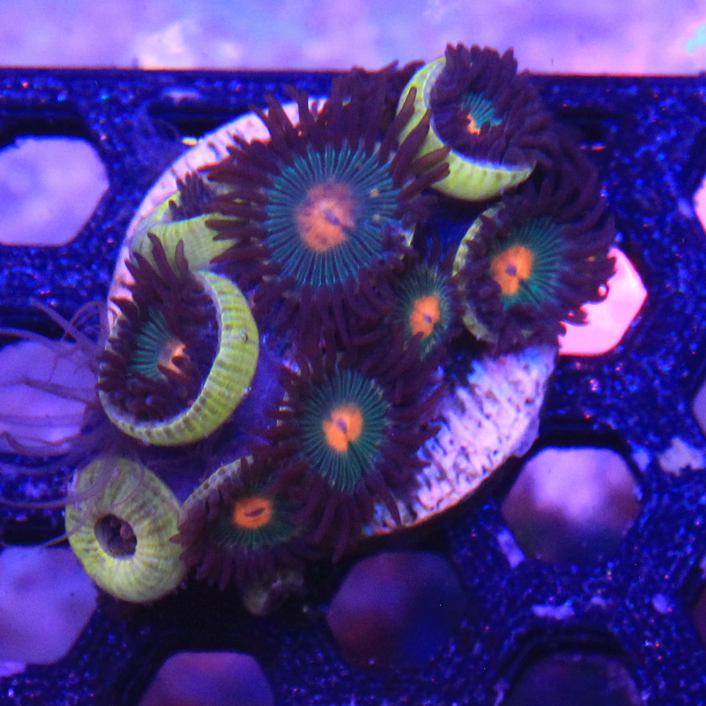 Dusk Walker Zoa 