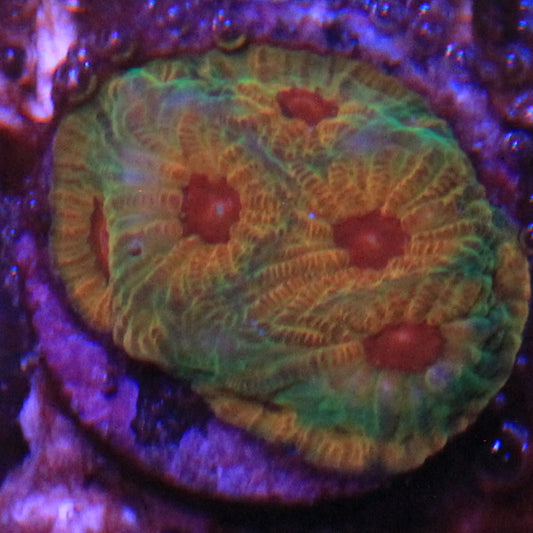 Fascination Favia
