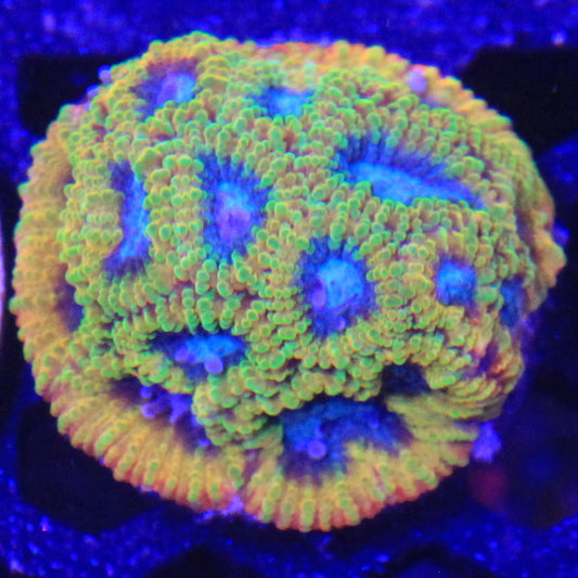Favia of the Gods