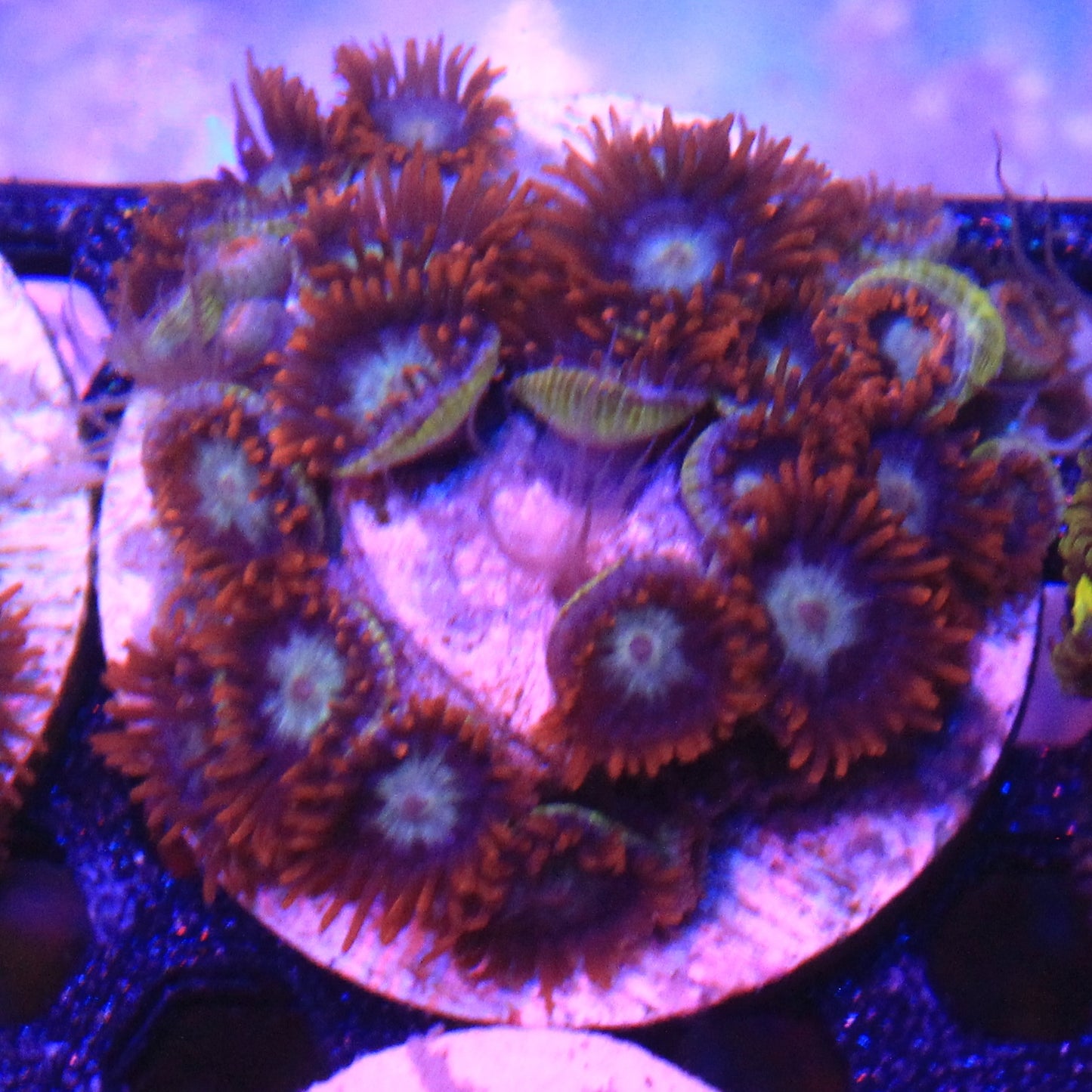 Fire and Ice Zoa
