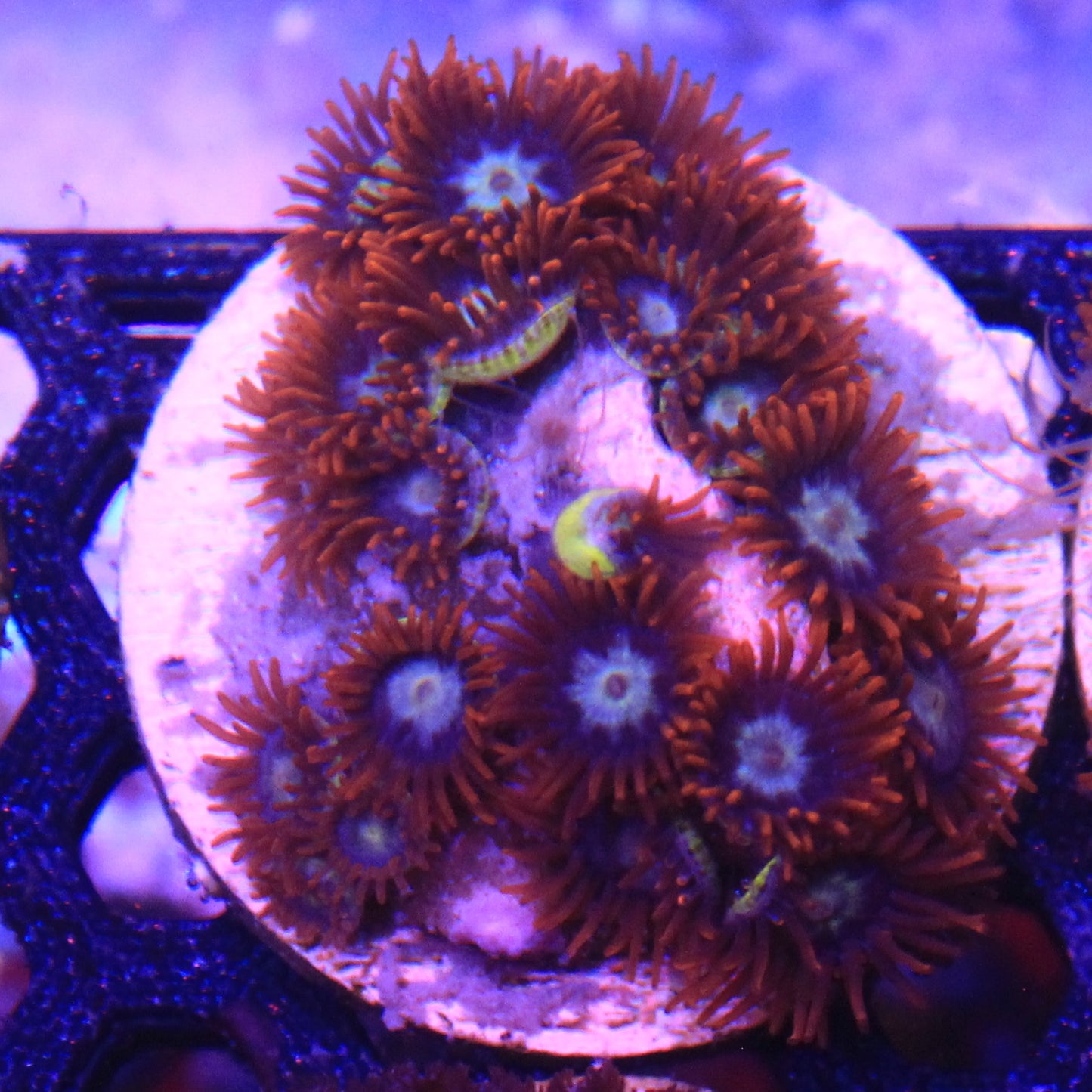 Fire and Ice Zoa