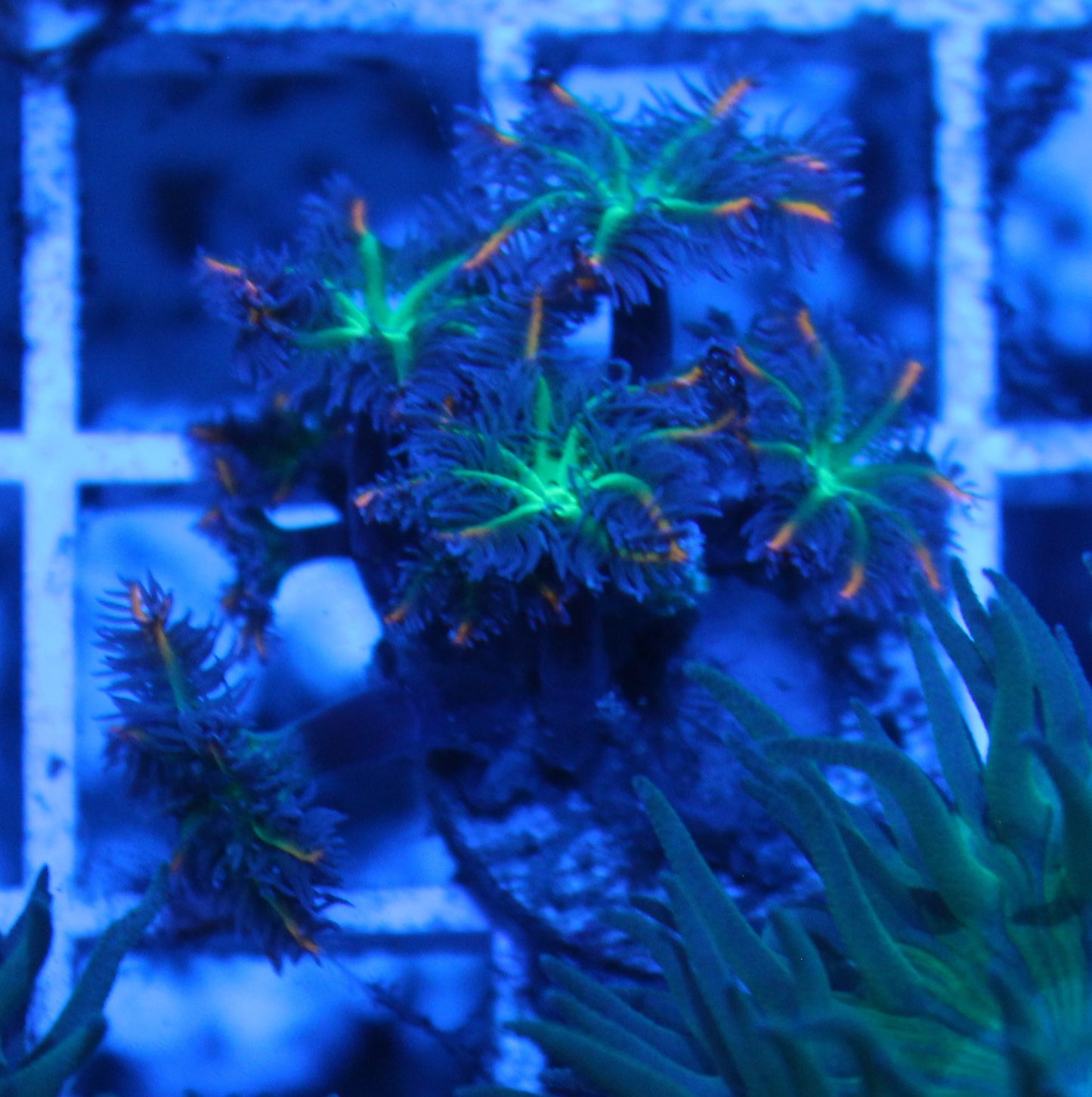 Firework Clove Polyps