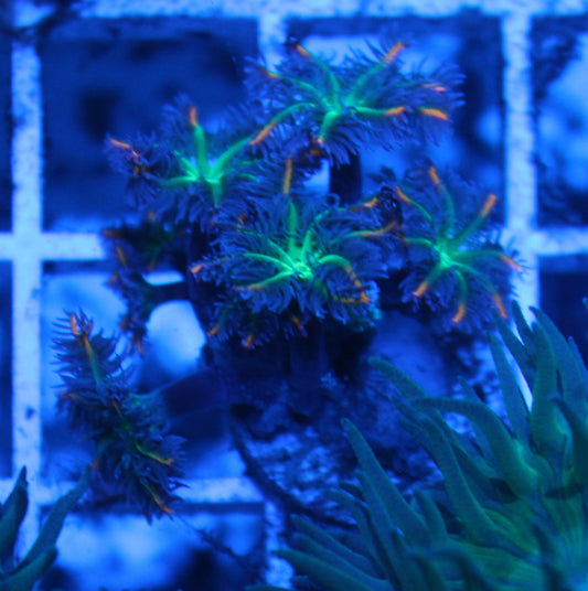 Firework Clove Polyps