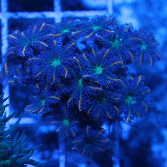 Firework Clove Polyps