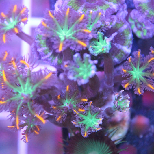 Firework Clove Polyps