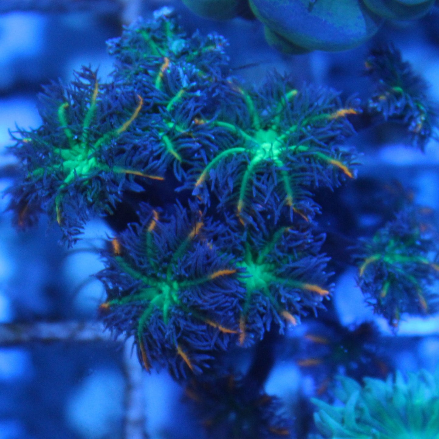 Firework Clove Polyps