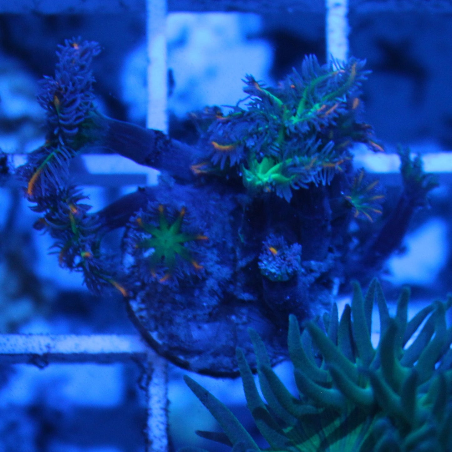 Firework Clove Polyps