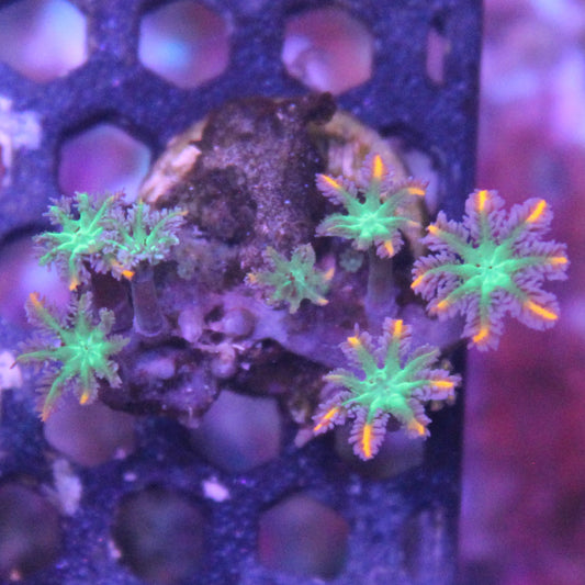 Firework Clove Polyps