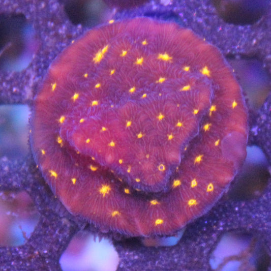 Firework Leptoseris