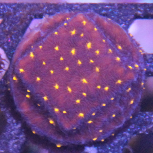 Firework Leptoseris