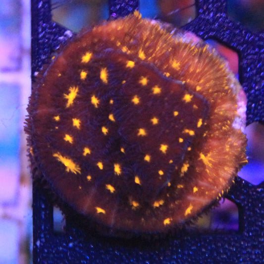 Fireworks Leptoseris 