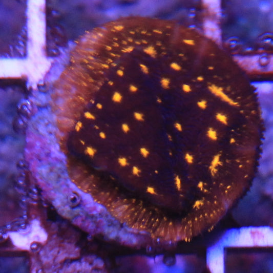 Fireworks Leptoseris 