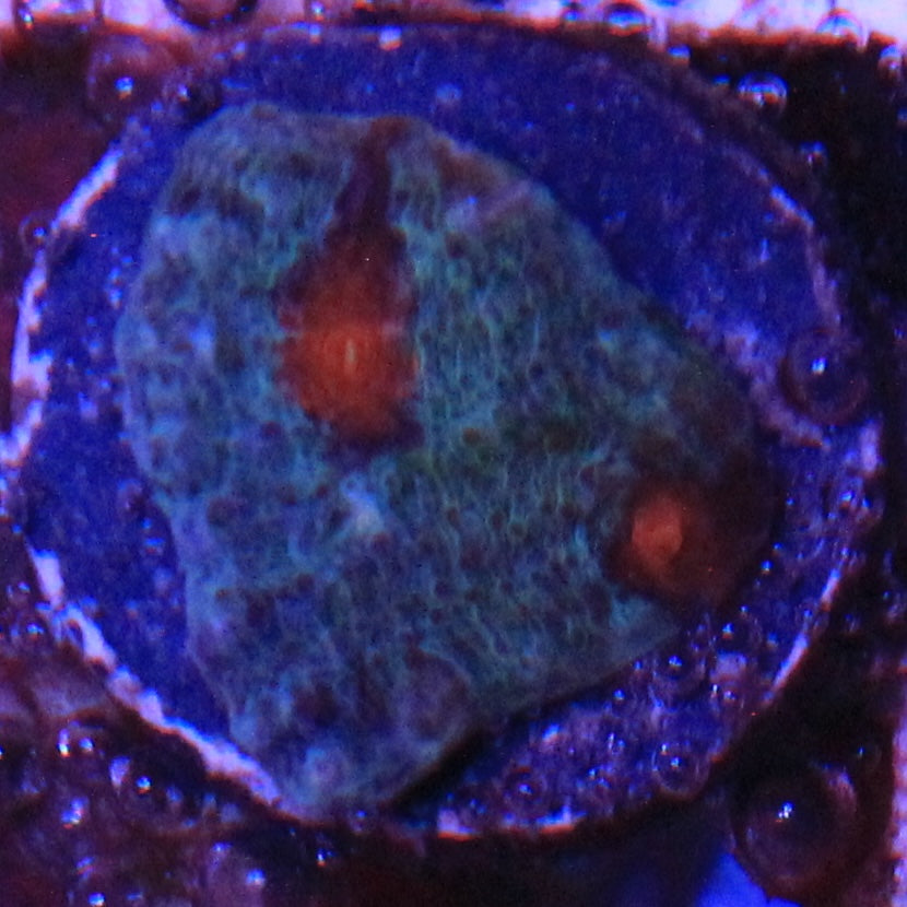 Frost Fire Chalice