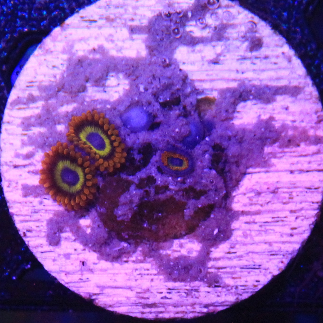 Fruit Loops Zoa