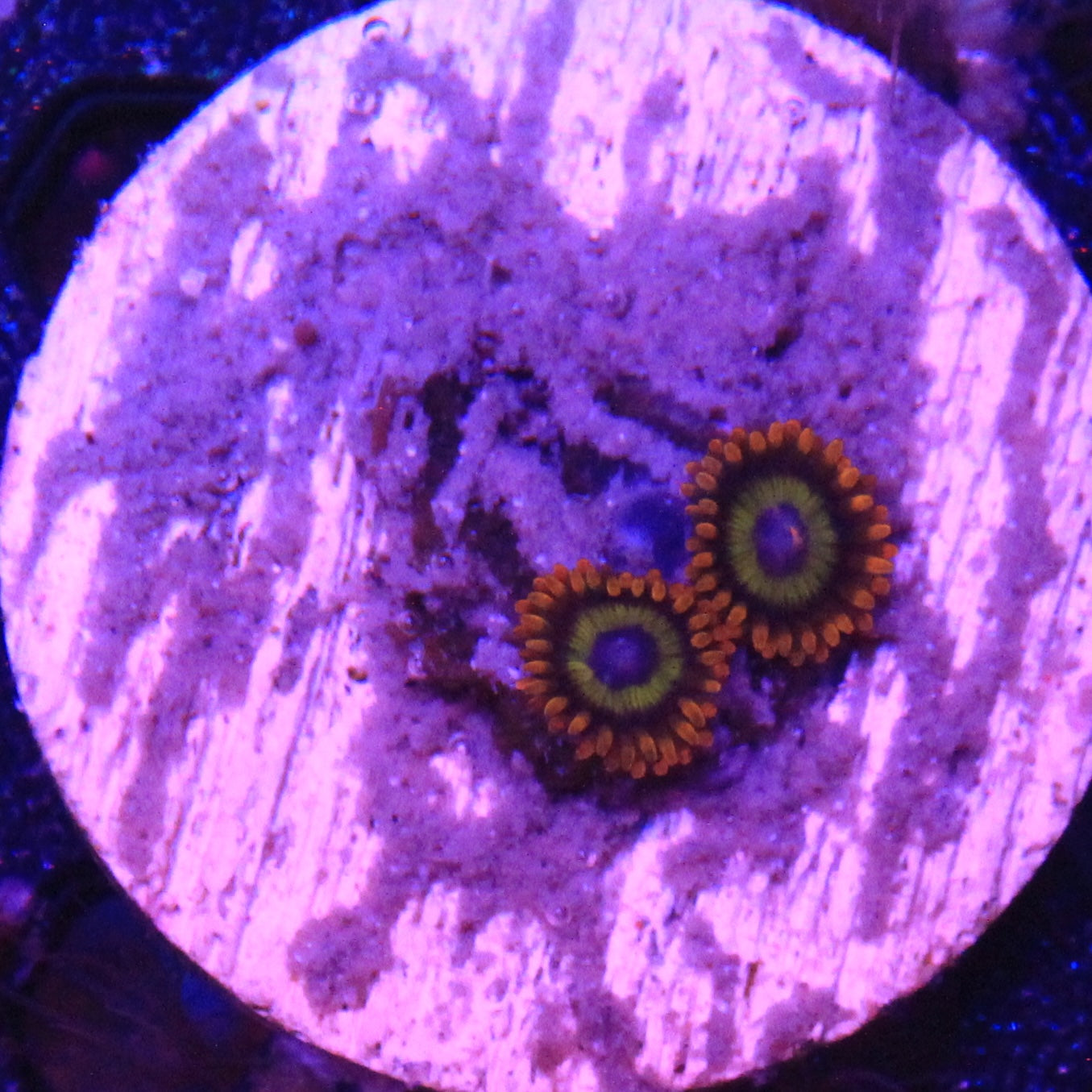 Fruit Loops Zoa