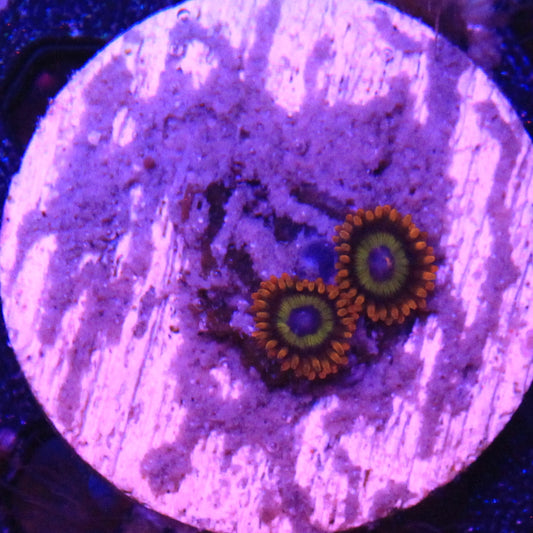 Fruit Loops Zoa