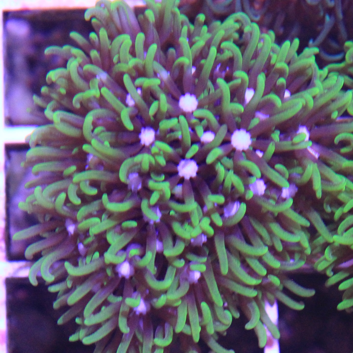 GSP