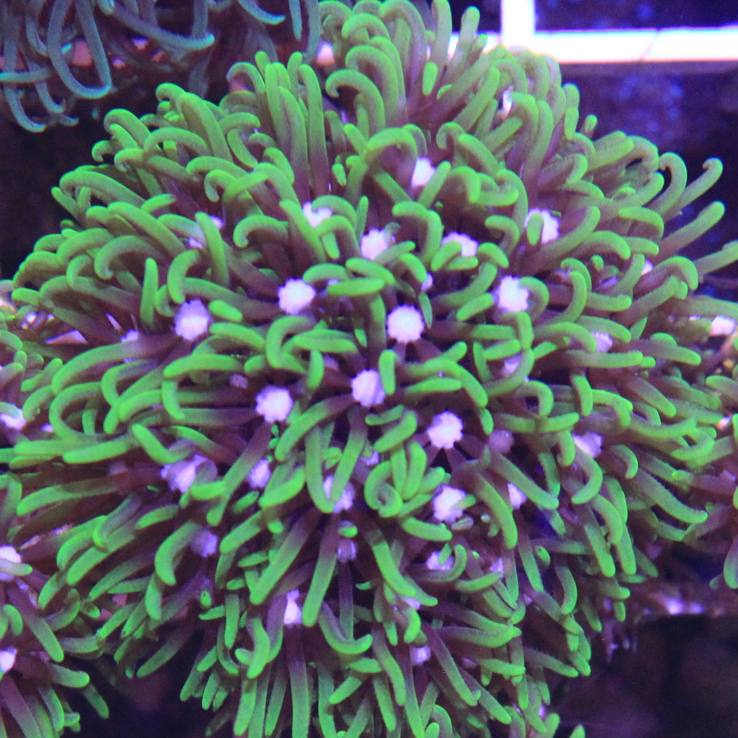 GSP