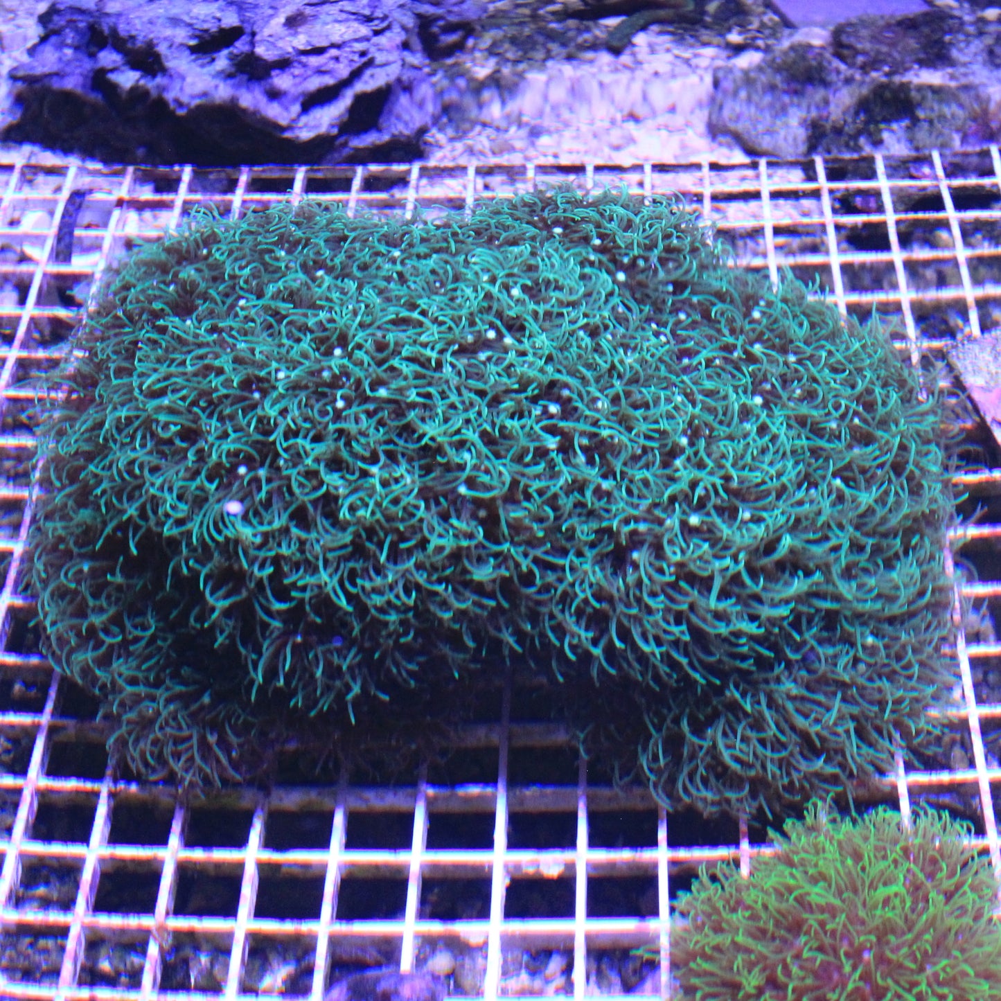 GSP Arch