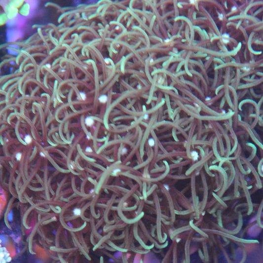 GSP Light Green