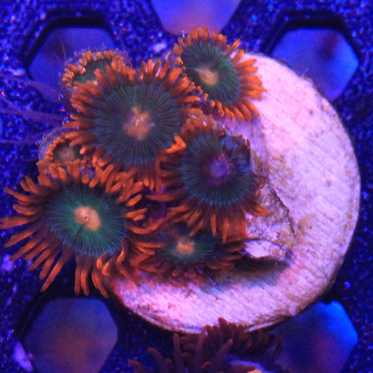Gatorade Zoa