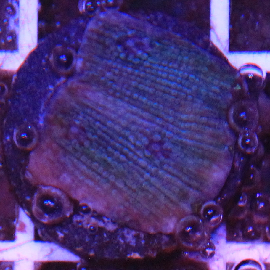 Glacial Freeze Stunner Chalice