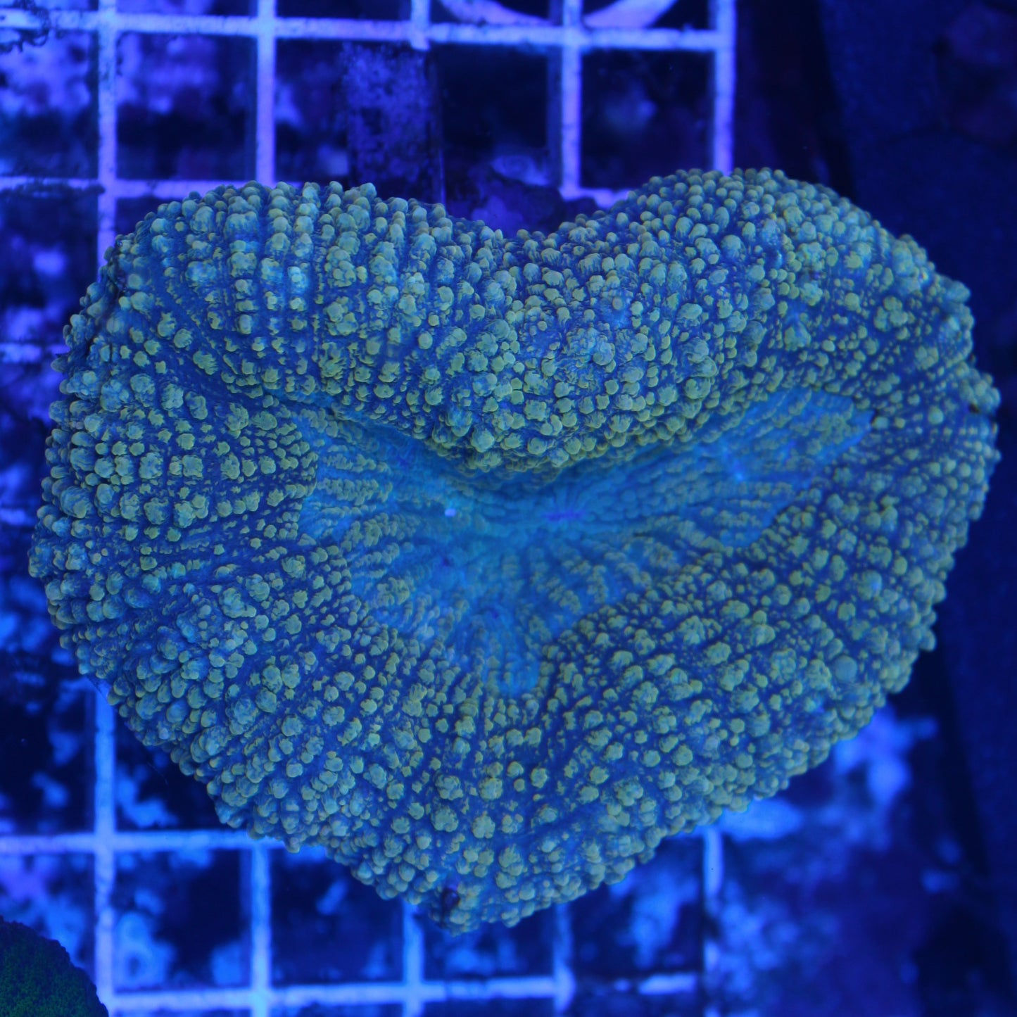 Gold Lobophyllia