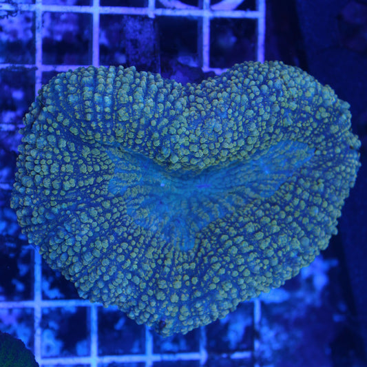 Gold Lobophyllia