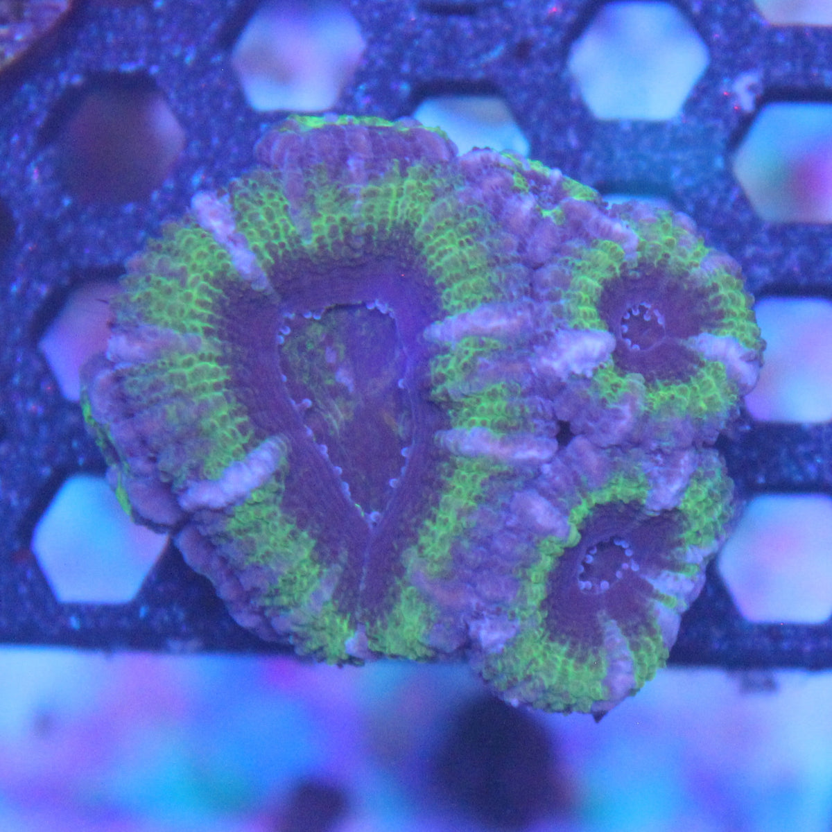 Green Acan