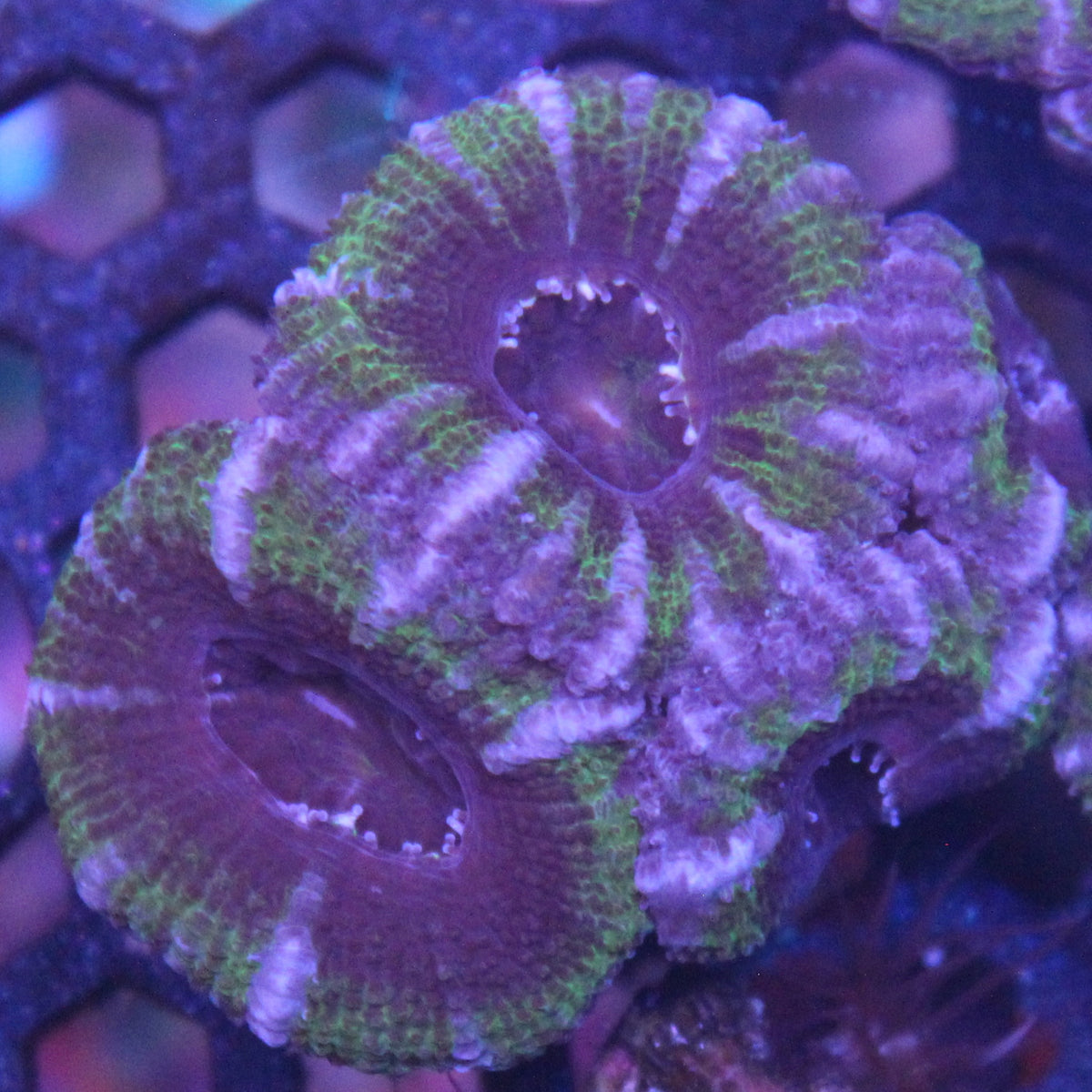 Green Acan