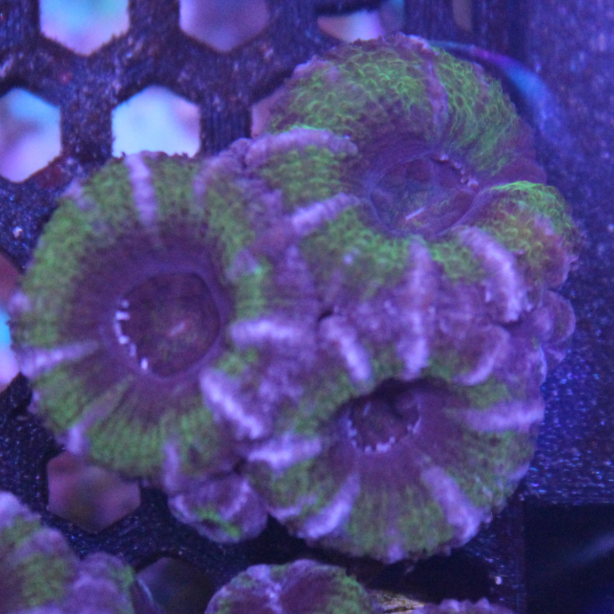 Green Acan