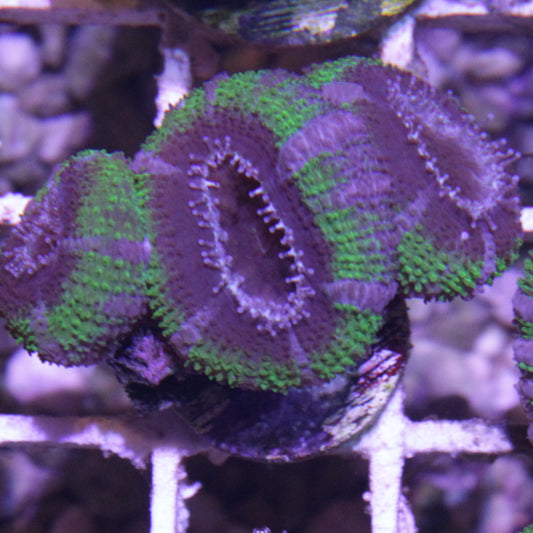 Green Acan