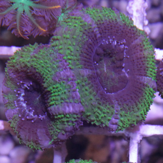 Green Acan