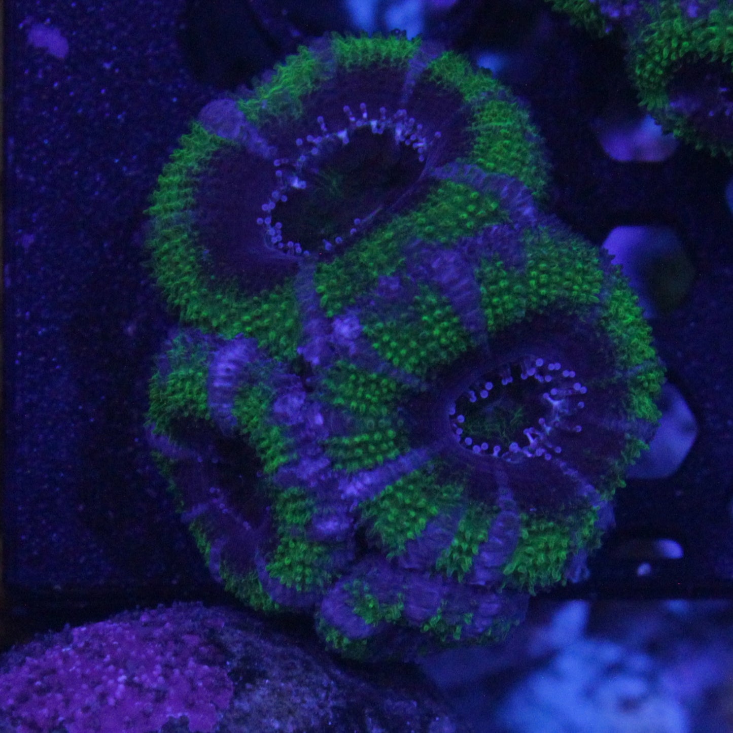 Green Acan