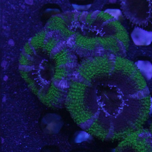 Green Acan