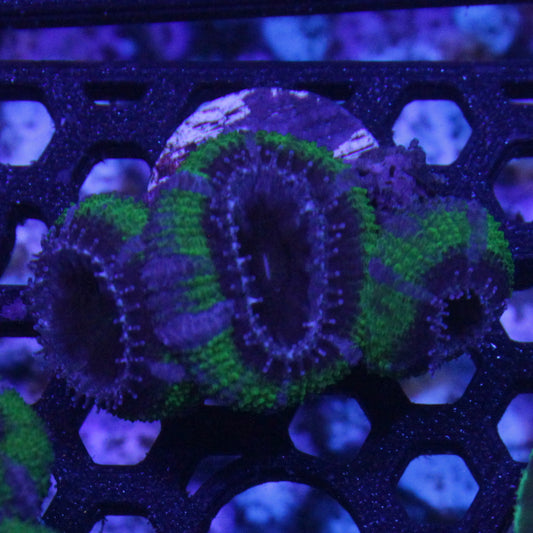Green Acan