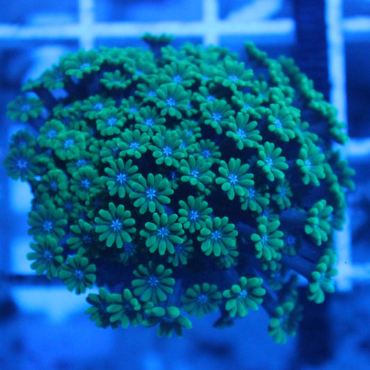 Green Alveopora