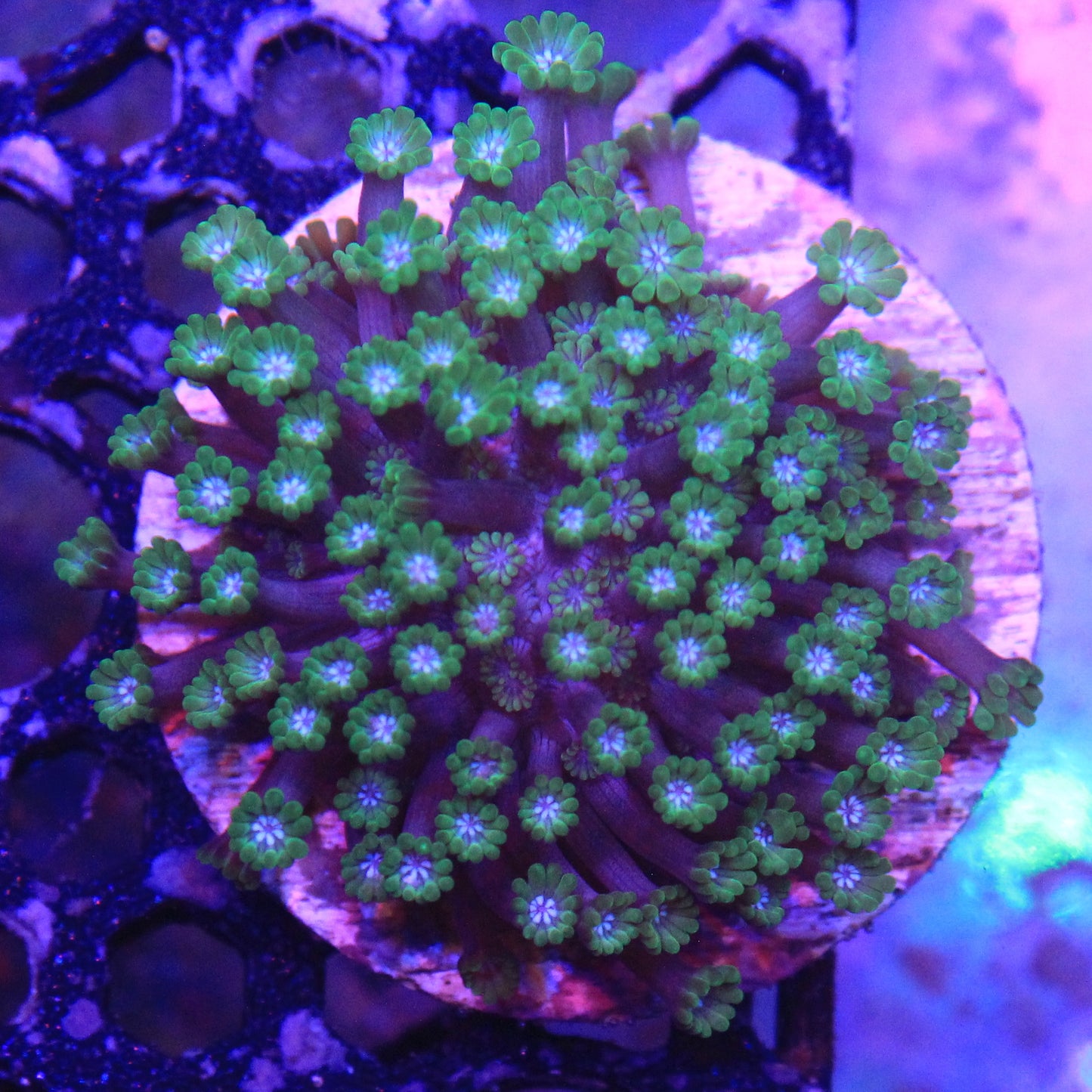 Green Alveopora
