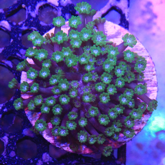 Green Alveopora
