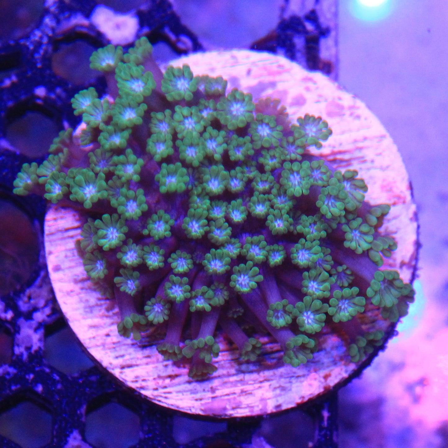 Green Alveopora