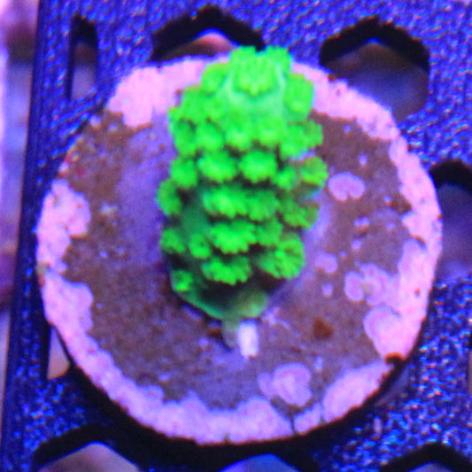 Bali Green Slimer Acro