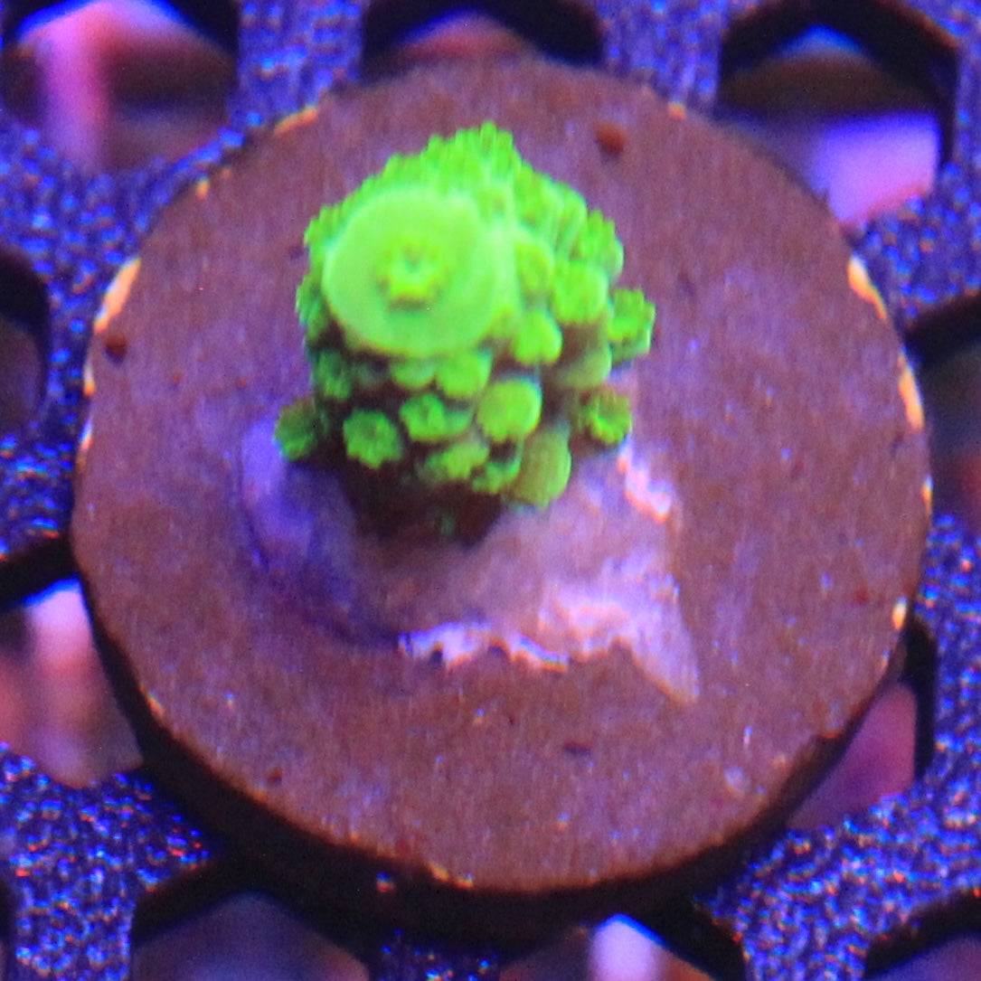 Bali Green Slimer Acro