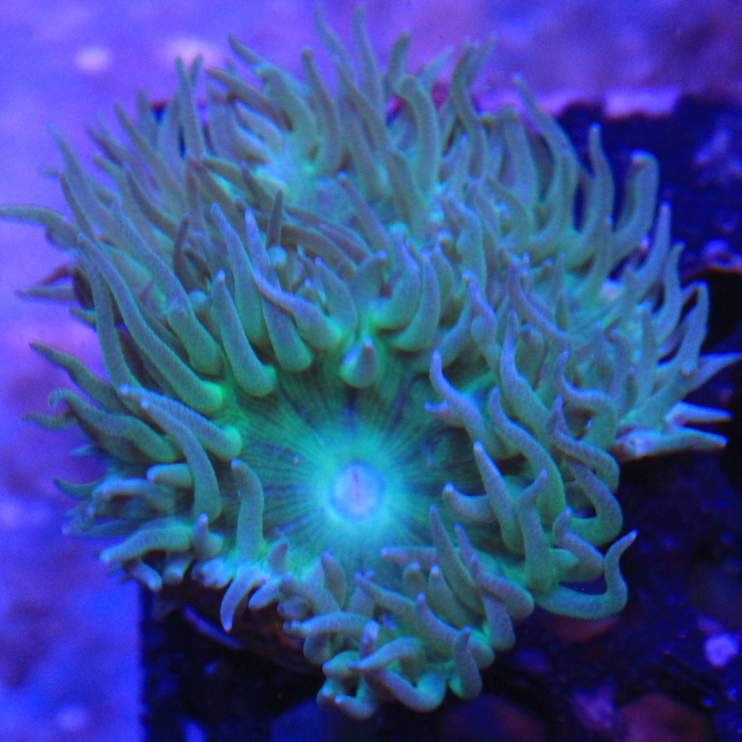 Green Duncan
