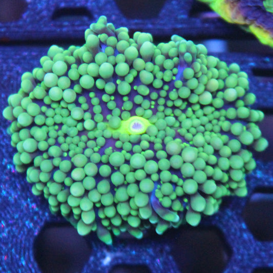 Green Florida Ricordea